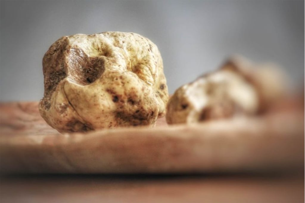 Greece’s truffles remained largely undisturbed for centuries, until the Athens-based culinary exporter Eklekto saw their potential for the US market. Photo: Eklekto Greece’s truffles remained largely undisturbed for centuries, until the Athens-based culinary exporter Eklekto saw their potential for the US market. Photo: Eklekto