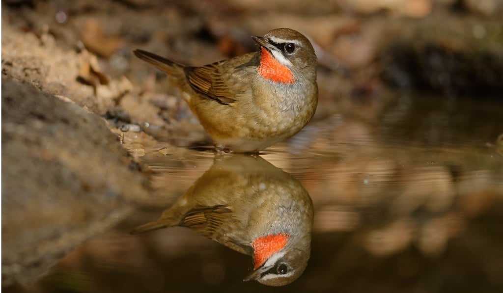 The Siberian rubythroat is a winter visitor to Hong Kong. Photo: Guy Miller