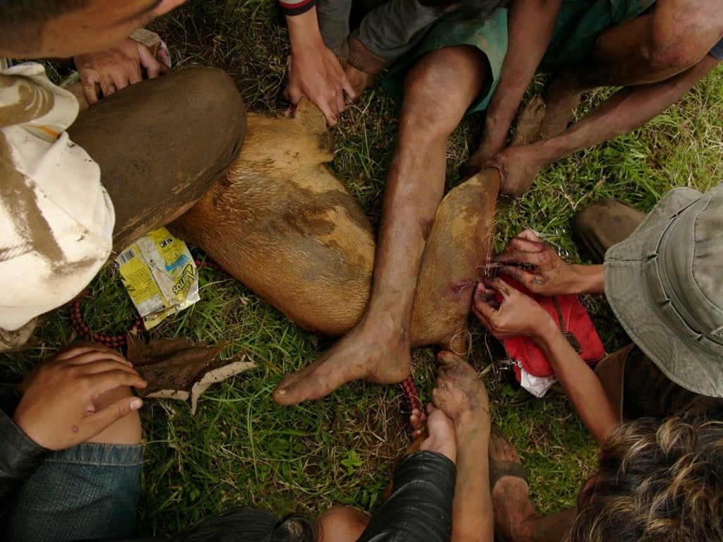 A jungle vet stitches up an attack dog without anaesthetic during a boar baiting contest in West Java, Indonesia. Photo: Alamy