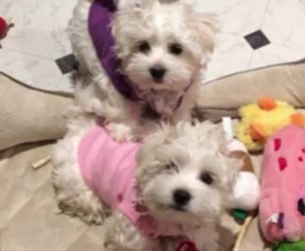 Barbra Streisand's cloned dogs Miss Violet (top) and Miss Scarlet. Photo: Variety / YouTube