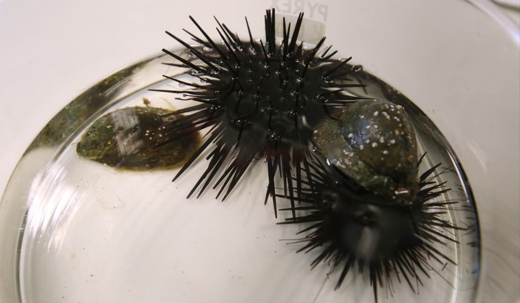 Sea urchins are the researchers’ next test subjects. Photo: Edmond So