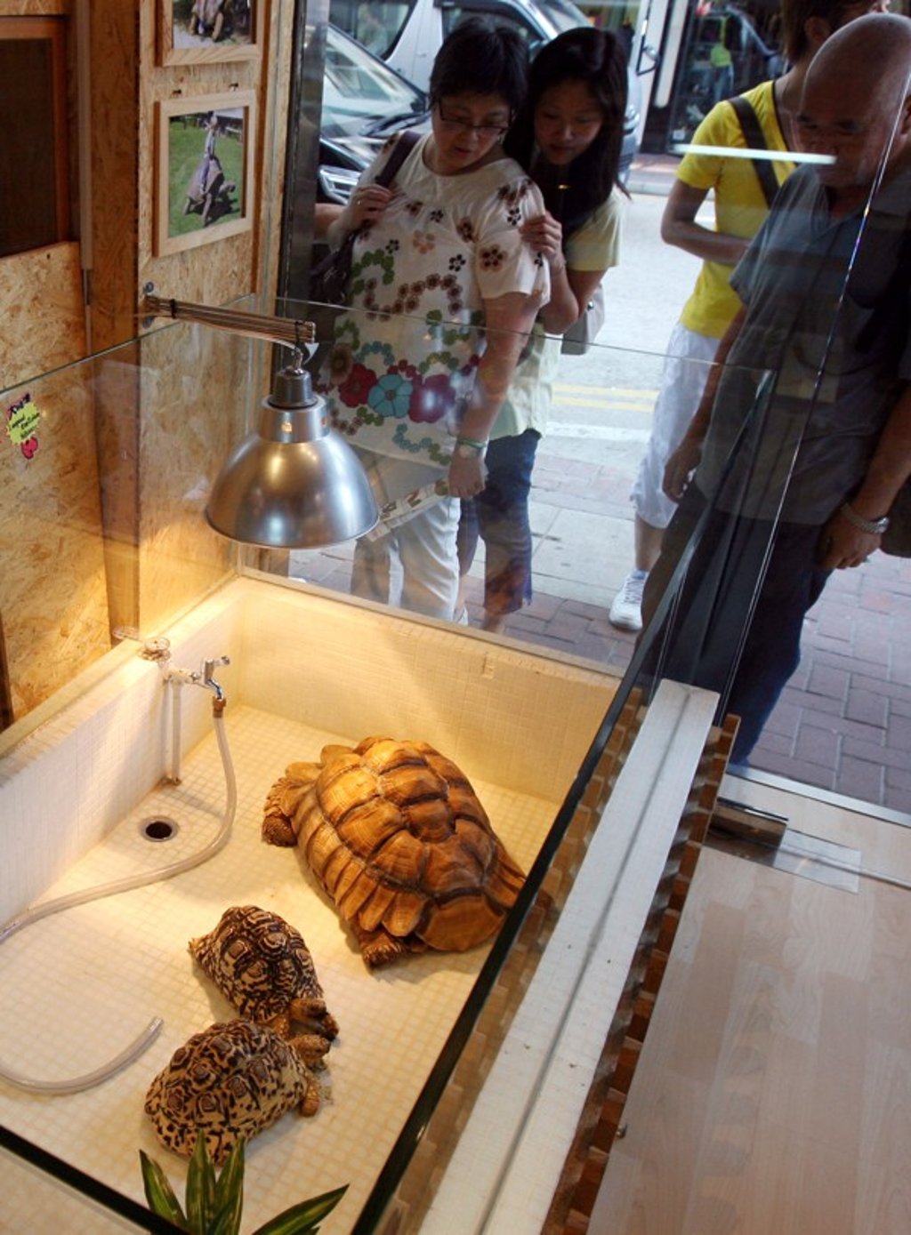 File photo of people looking at leopard tortoises at a shop in Causeway Bay, Hong Kong. Photo: SCMP