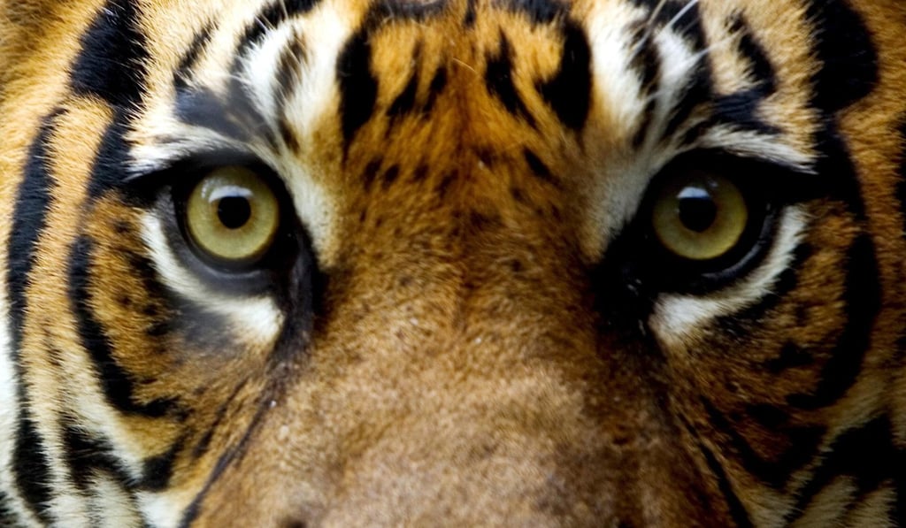 Sumatran tigers are considered critically endangered by protection group the International Union for Conservation of Nature, with 400 to 500 remaining in the wild. File photo: EPA