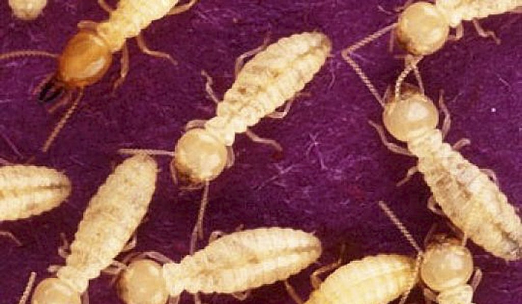 Formosan termites (Coptotermes formosanus). Photo: Scott Bauer, US Department of Agriculture