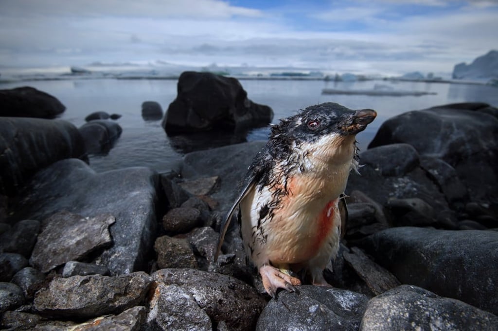 Adélie penguin, Paulet Antarctica, Keith Ladzinski Adélie penguin, Paulet Antarctica, Keith Ladzinski