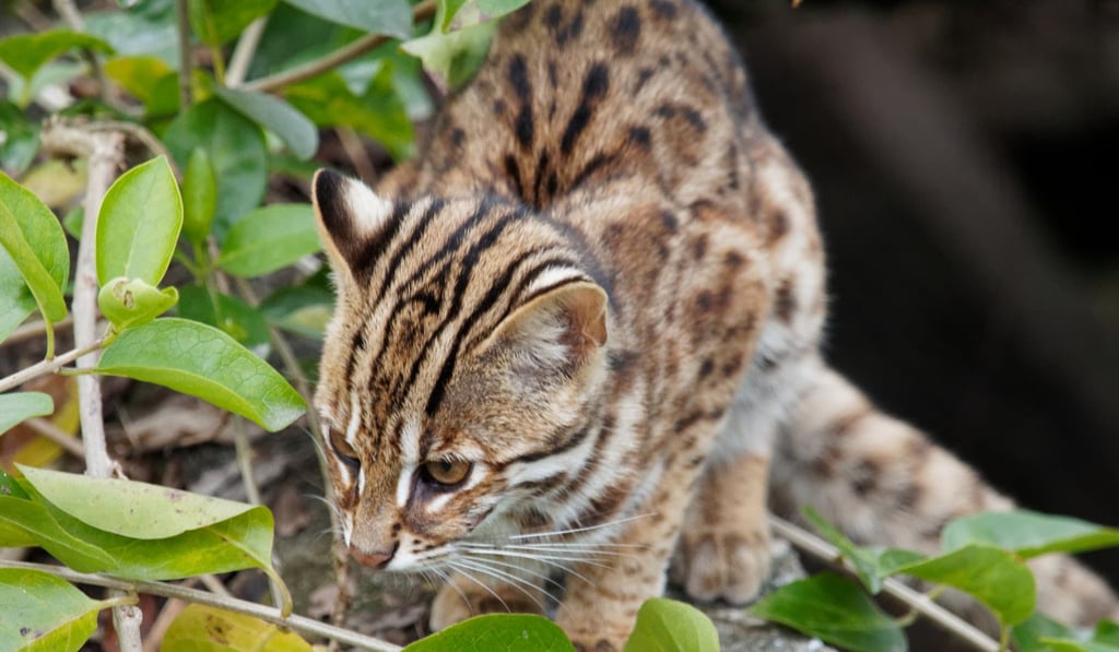 A couple spotted a leopard cat in Ma On Shan Country Park. They originally thought it might be a tiger. Photo: Handout