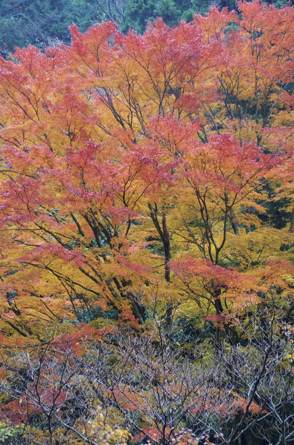 Maple trees wrap hillsides in swathes of colour. Maple trees wrap hillsides in swathes of colour.