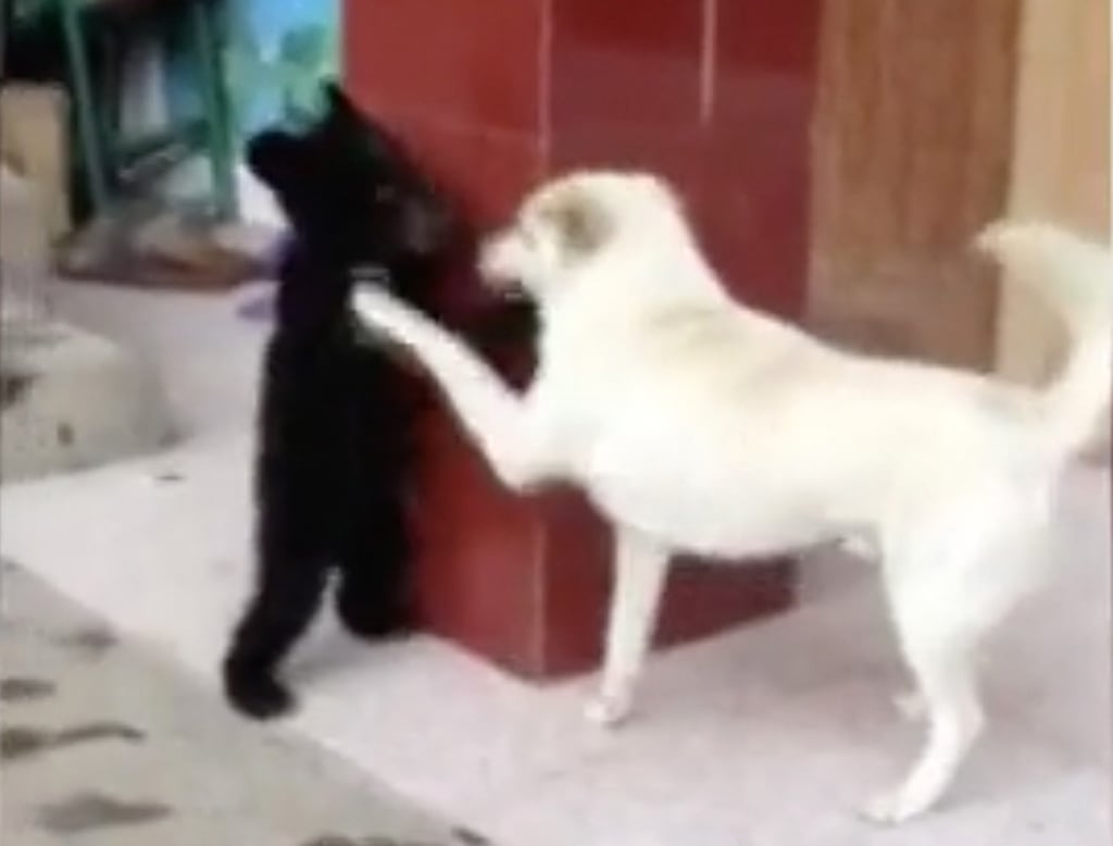 When the bear was still a cub it played with the family’s pet dog. Photo: Weibo