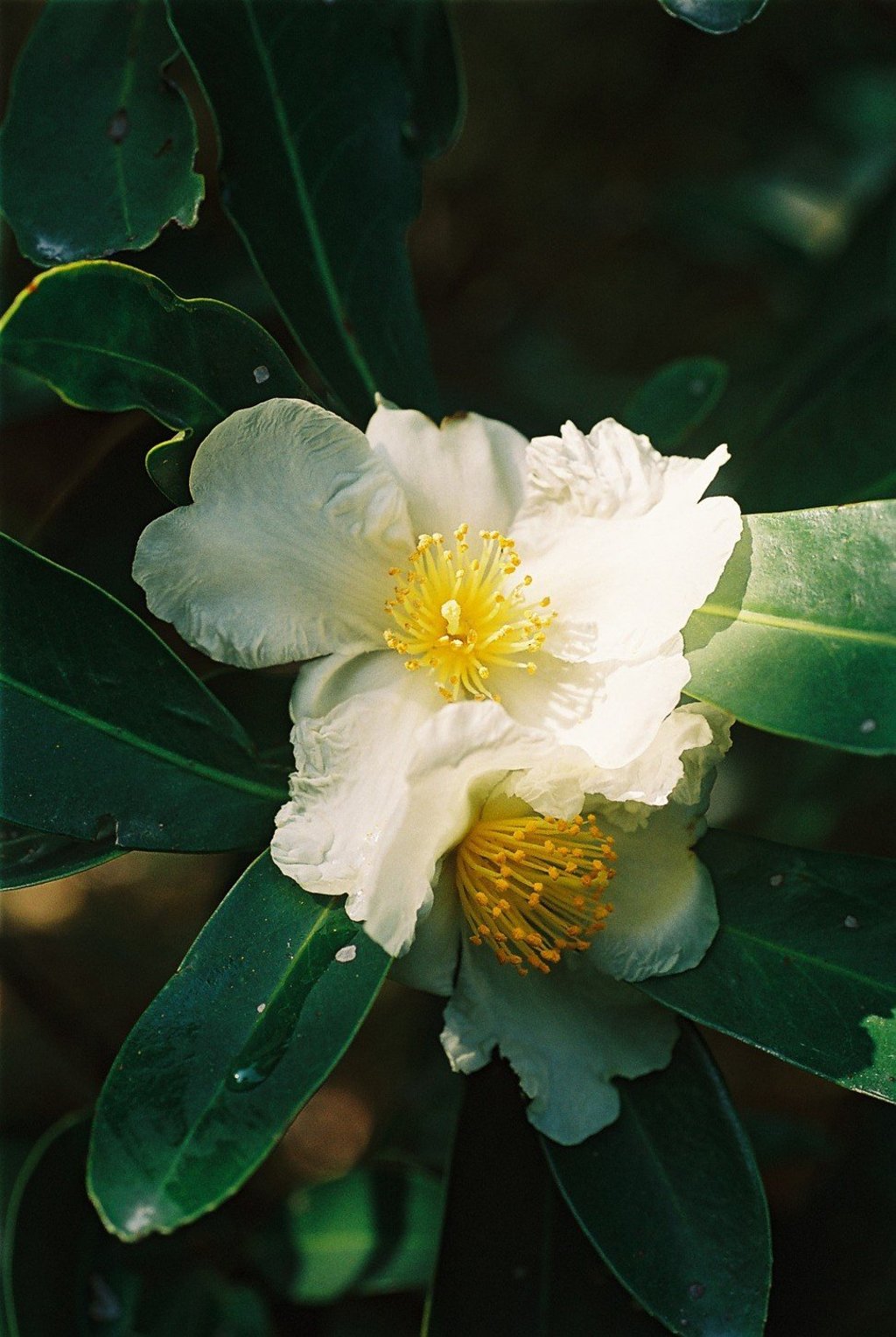 The Hong Kong gordonia. Photo: Paul Melson