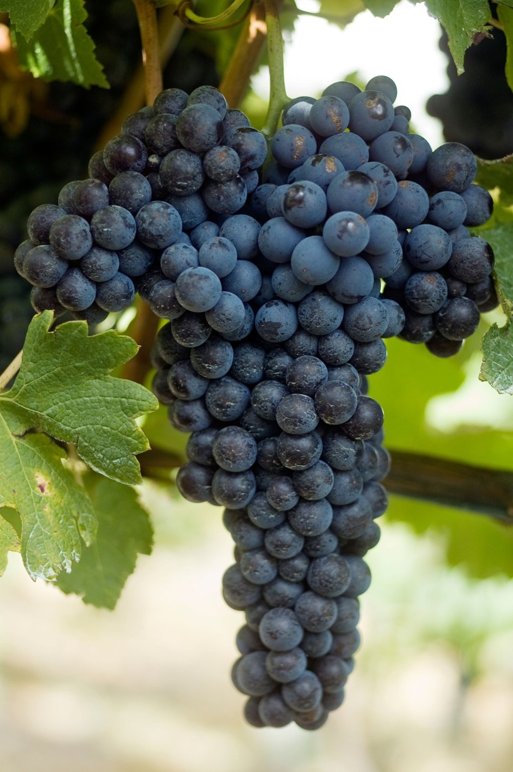Italian grape variety nebbiolo can be used to make pét-nat wines. Picture: Alamy
