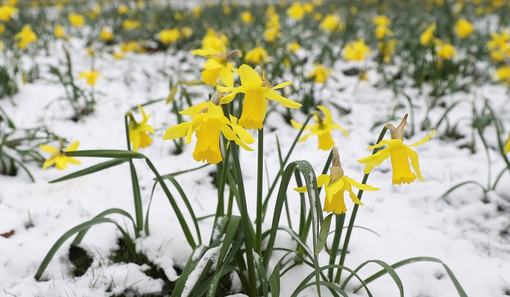Daffodils wilt in the snow in Greenwich Park, London, on March 18, 2018. Photo: Reuters