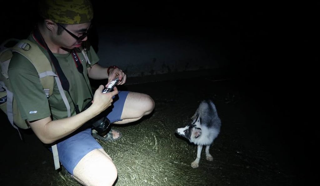 The fox was found by hikers in Lantau Island. Photo: Ivan Li