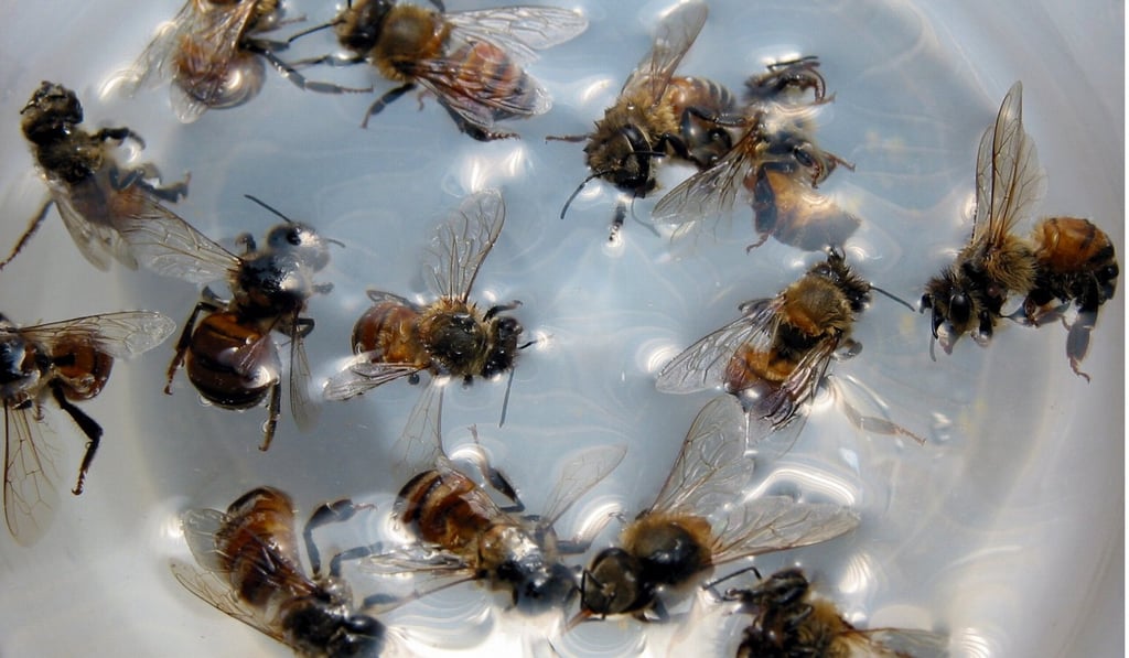 Live bees await use in a bee-stung acupuncture session in this file photo. Photo: SCMP