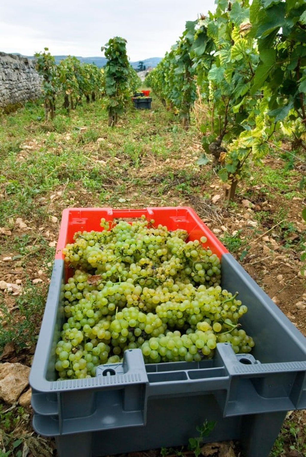 Harvested Chardonnay grapes in the Domaine Leflaive parcel of Le Montrachet vineyard. Picture: Alamy