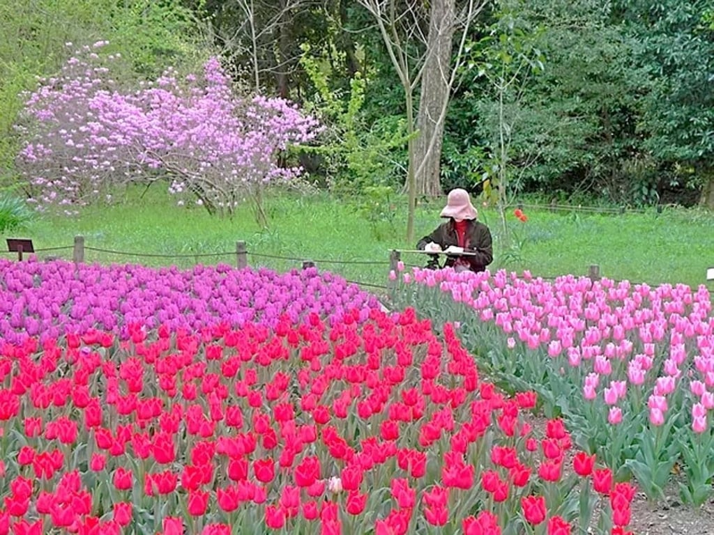 Cherry blossoms and flowers in bloom at Kyoto Botanical Garden