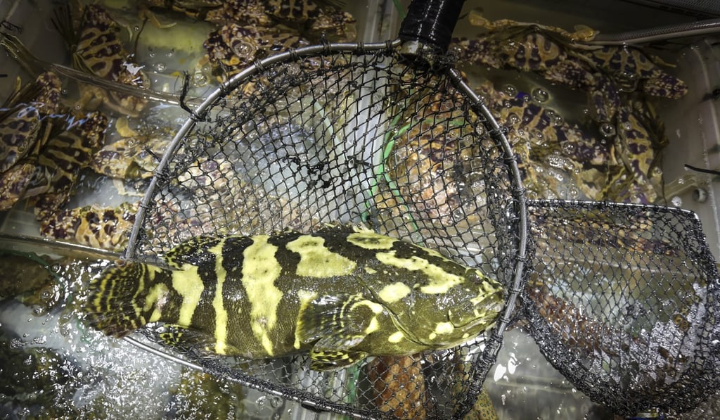 A Sabah grouper in a display tank at North Point ferry pier. Photo: May Tse