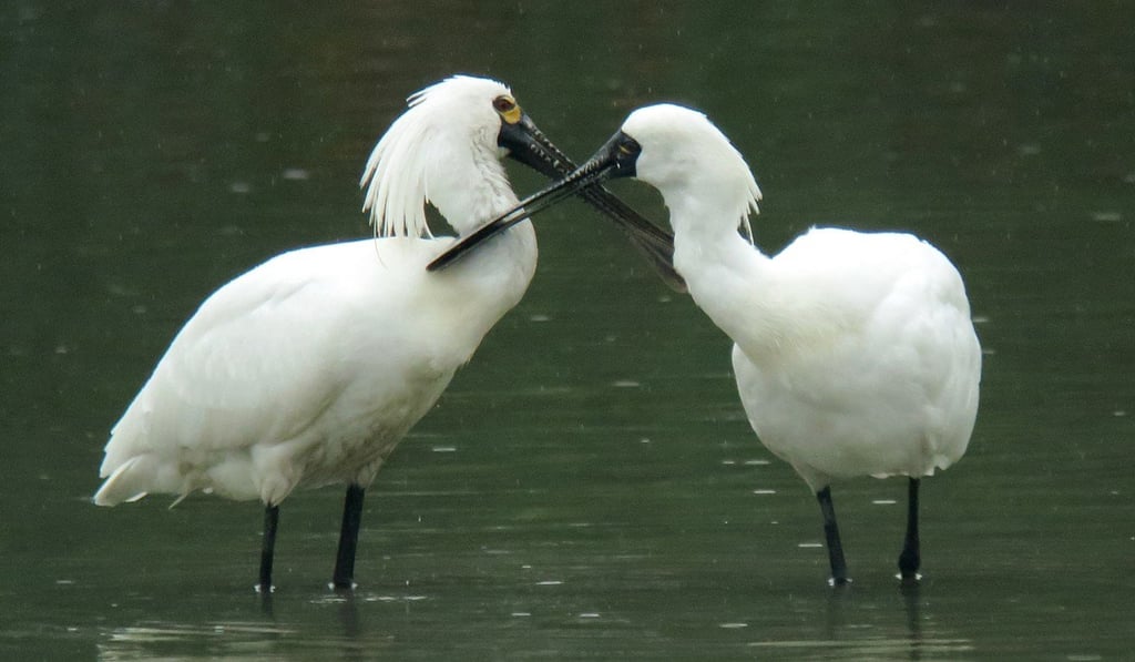 A total of 3,941 spoonbills were recorded between January 19 and 21. Photo: Hong Kong Bird Watching Society