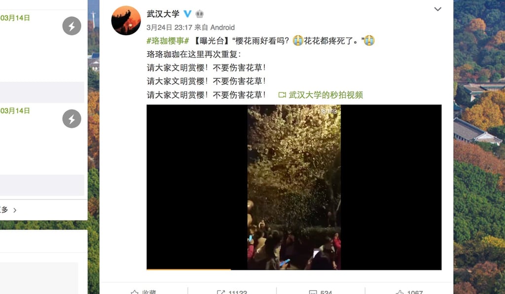 A picture shared on social media of the man climbing into the cherry blossom tree. Photo: Weibo A picture shared on social media of the man climbing into the cherry blossom tree. Photo: Weibo
