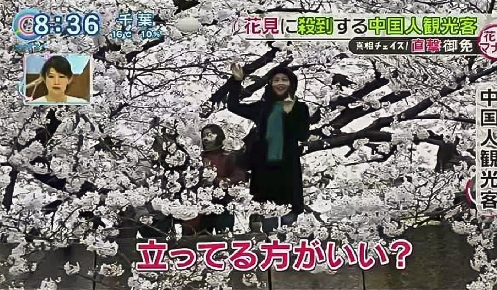 Chinese tourists climb cherry blossom trees in Japan.