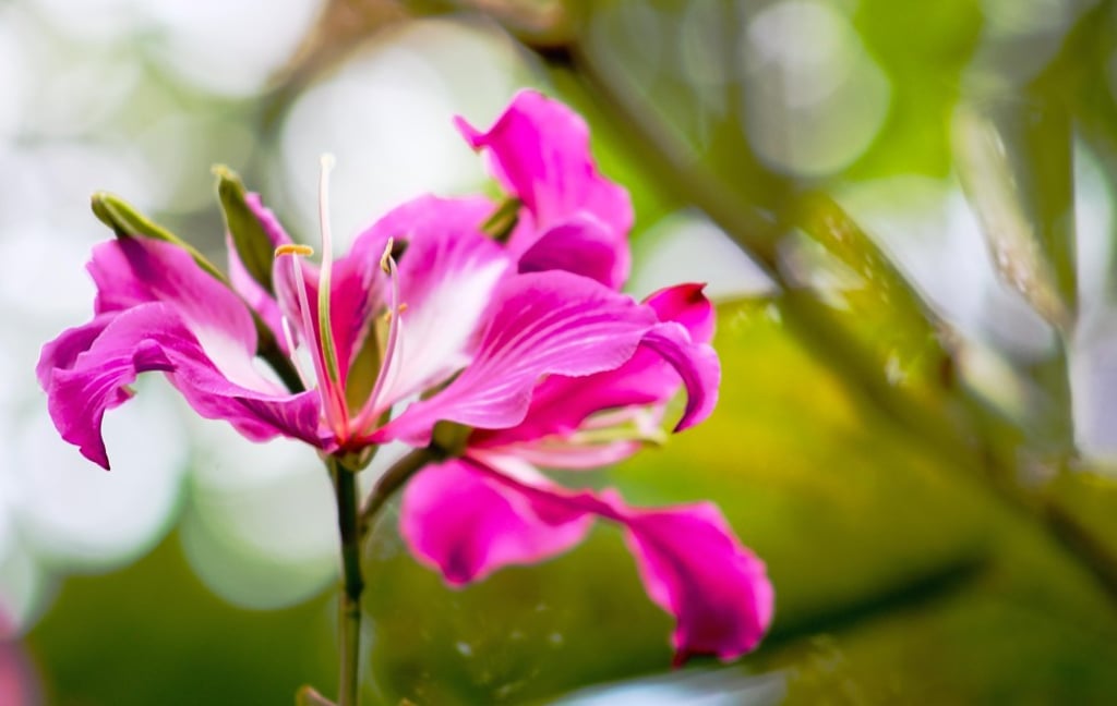 Close-up of a bauhina flower also known as a Hong Kong orchid. Photo: Alamy