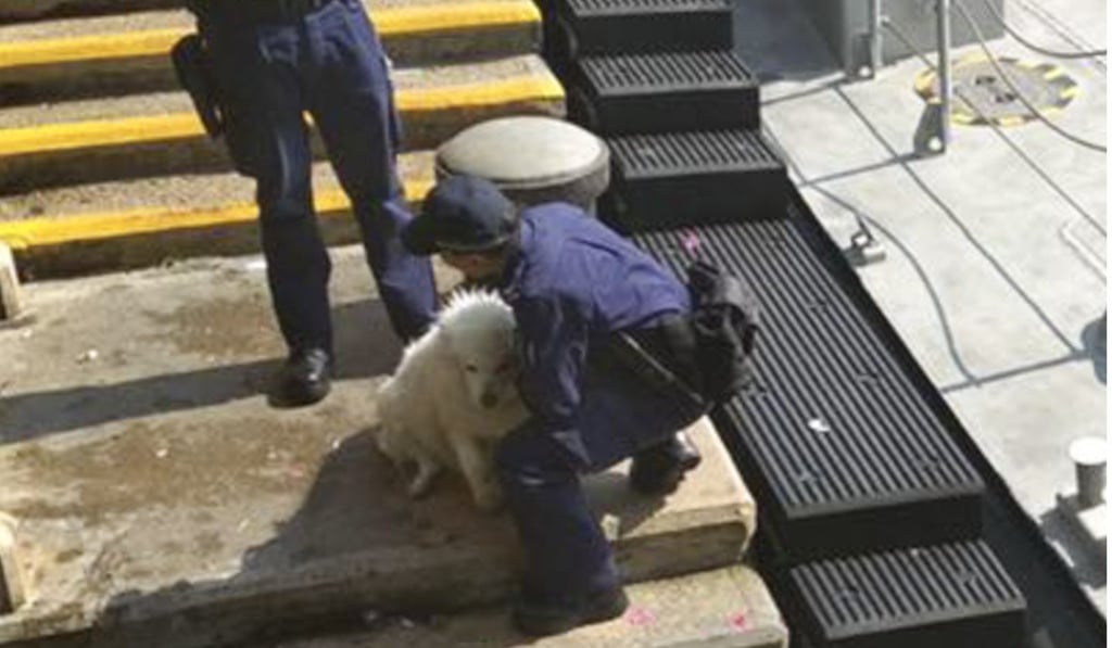 Back on dry land, the dog did not want to walk. Photo: Facebook