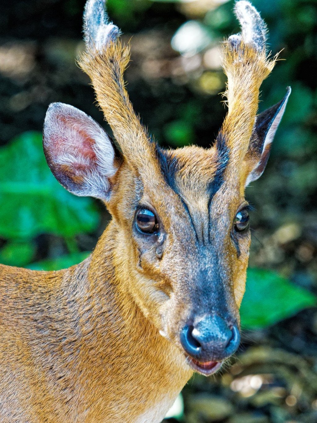 Barking deer at Kadoorie Farm near Lam Tsuen in Tai Po. Photo: Martin Williams
