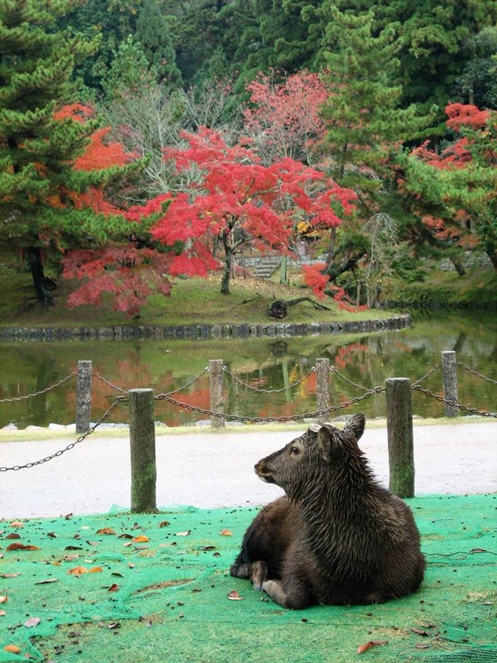 A deer at Nara Park in Japan. Photo: Ian Young