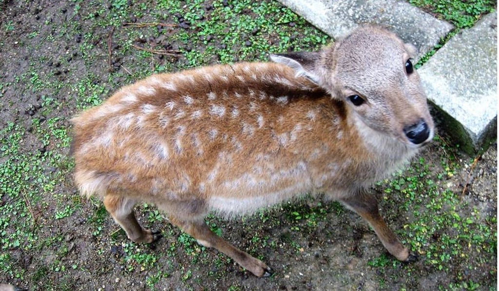 A fawn at Nara Park in Japan. Photo: Ian Young