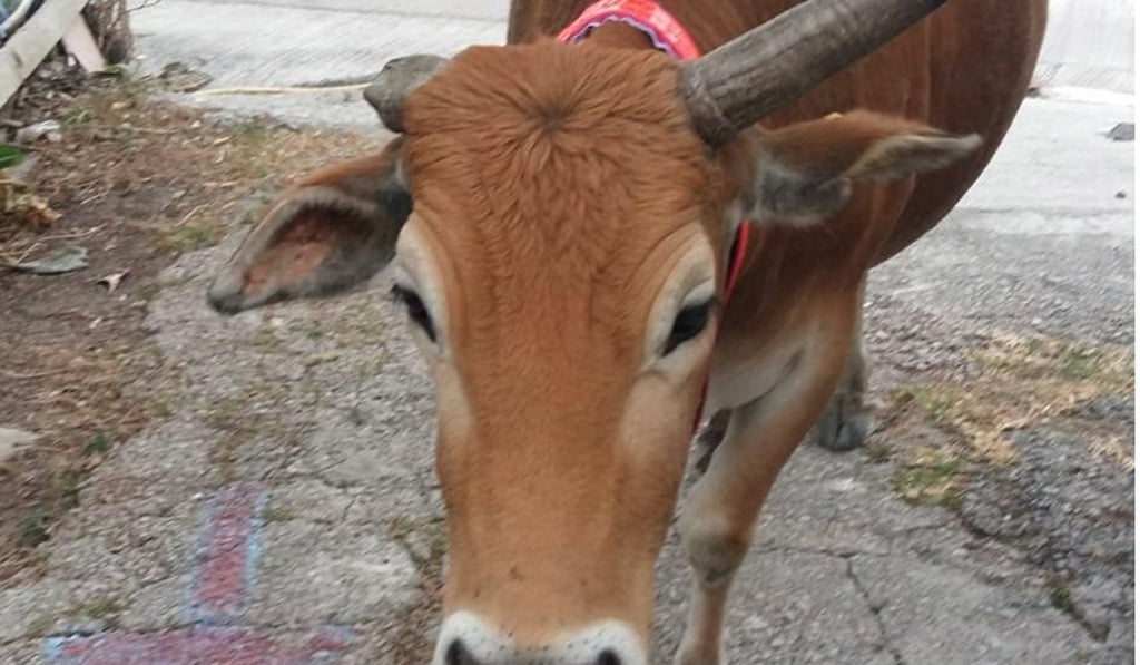The injured cow was reportedly taken away by government veterinary surgeons for a check-up. Photo: Facebook