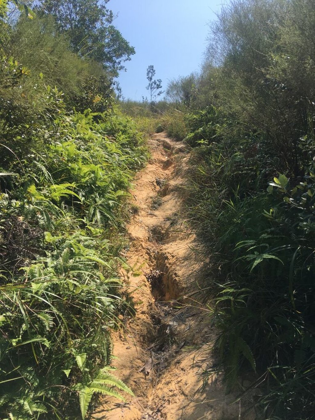 A trail in Pat Sin Leng in the New Territories that has been damaged by overuse. Photo: Martin Cai A trail in Pat Sin Leng in the New Territories that has been damaged by overuse. Photo: Martin Cai