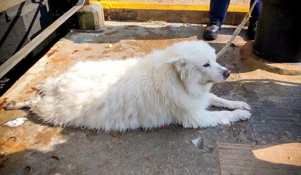 The dog was returned to its owner after being rescued from Victoria Harbour on Saturday. Photo: Handout
