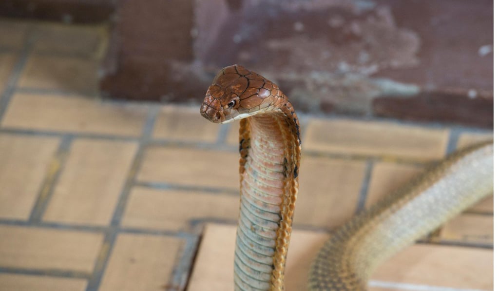 King cobras are the world’s largest poisonous snake and can grow to 5.5 metres long. Photo: Alamy