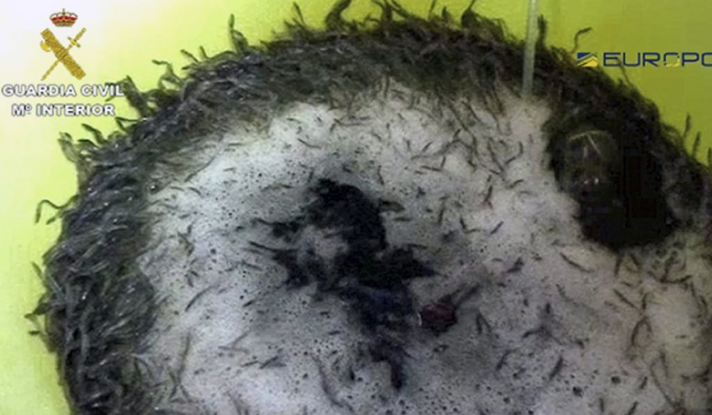 This image released by the Guardia Civil of Spain on April 6, 2018 shows glass eels. Photo: Guardia Civil/via AP This image released by the Guardia Civil of Spain on April 6, 2018 shows glass eels. Photo: Guardia Civil/via AP