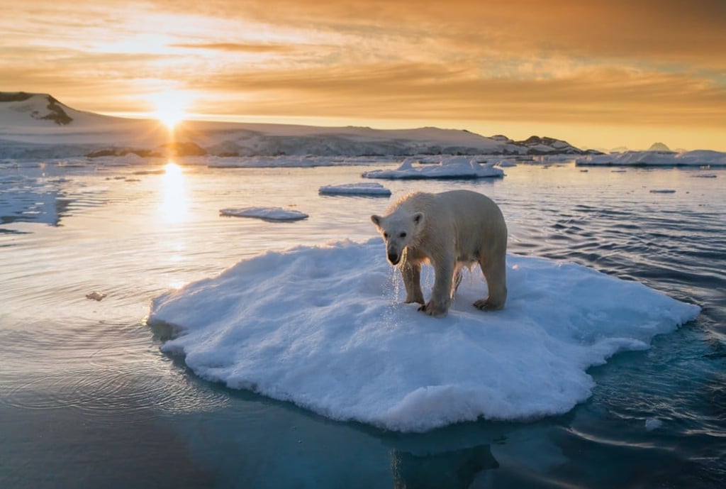 A polar bear in southeast Greenland. Picture: Keith Ladzinski