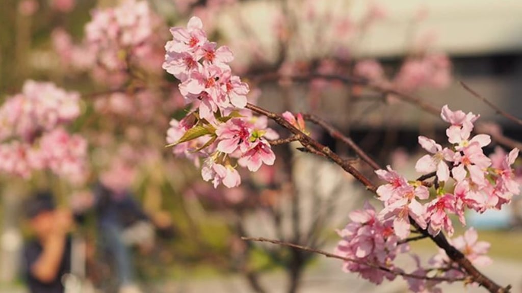 Cherry blossoms in Hong Kong Velodrome Park