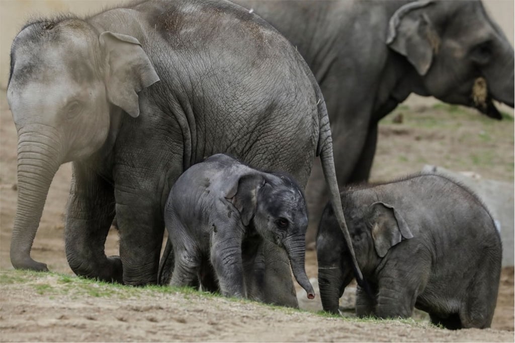 A newborn elephant and members of his family are pictured in their enclosure at the Planckendael zoo in Muizen, Belgium, on Wednesday. The calf is the third elephant born in the last six months at the zoo. Photo: AFP