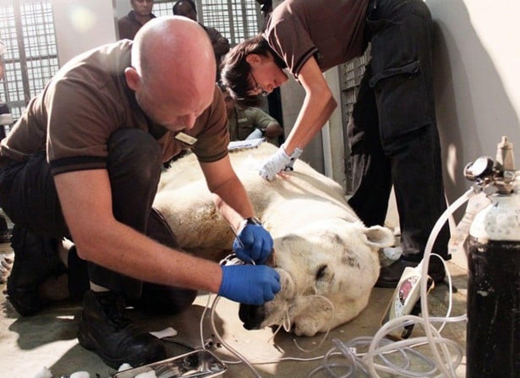 A 2013 health examination being carried out by veterinarians from the Singapore Zoo when Inuka was 22 years old. Photo: Wildlife Reserves Singapore