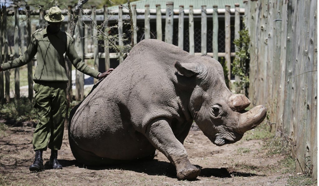 The world’s last male northern white rhino (pictured) died in Kenya on March 20. Photo: AP