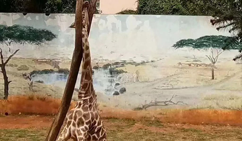 The giraffe had been rubbing his neck against the tree. Photo: 163.com The giraffe had been rubbing his neck against the tree. Photo: 163.com