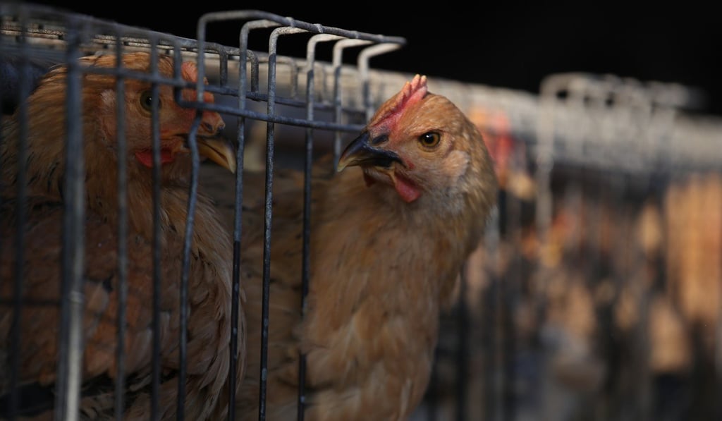 One chicken can eat up to 600 locusts a day. Photo: SCMP