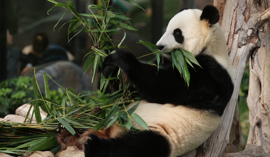 Despite an extensive breeding programme, Ying Ying has been unable to conceive for the past three years. Photo: SCMP