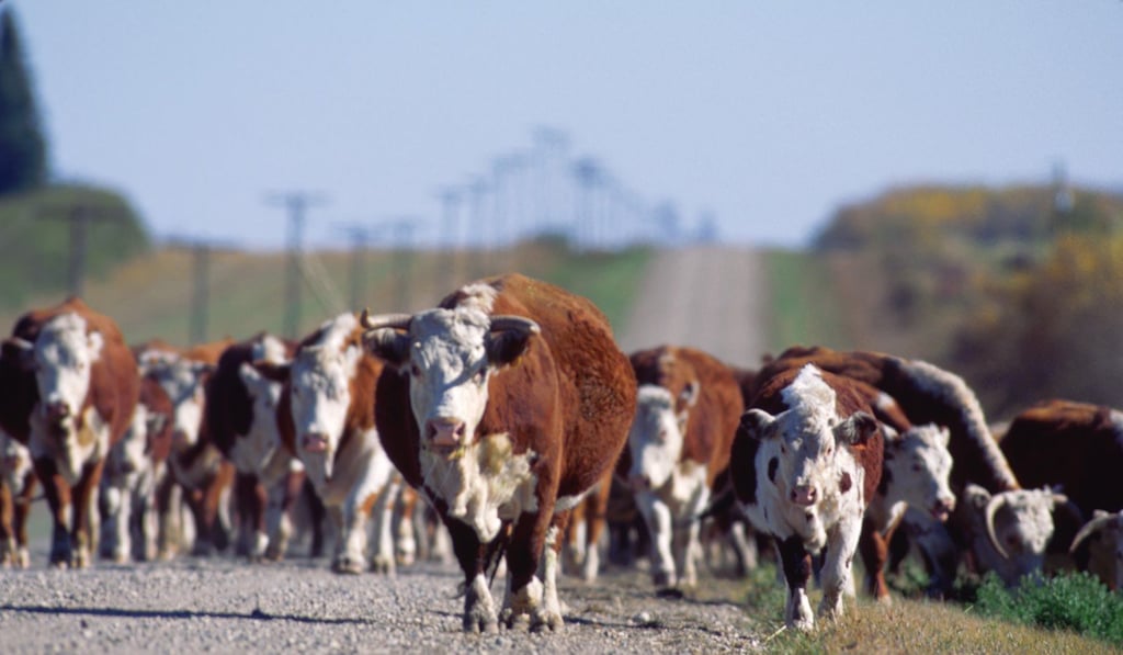 It may only be a few hundred years before domestic cattle like these Herefords in Canada are the biggest mammals left on Earth. Photo: Corbi]