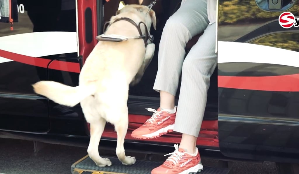 A guide dog gets into a SynCab vehicle. Photo: Handout A guide dog gets into a SynCab vehicle. Photo: Handout