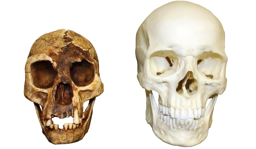 The skull of Homo floresiensis (left) and a Homo sapiens skull. The Flores “hobbit” would have had a brain the size of a grapefruit. Photo: Alamy