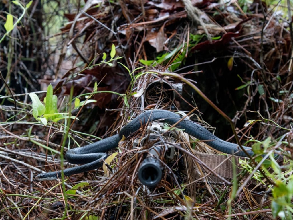 A southern black racer snake slithers across the barrel of junior U.S. Army National Guard sniper Pfc. William Snyder's rifle as he practices woodland stalking in a camouflaged ghillie suit during a 1-173 Infantry training exercise, April 7, 2018, at Eglin Air Force Base. Photo: US Army