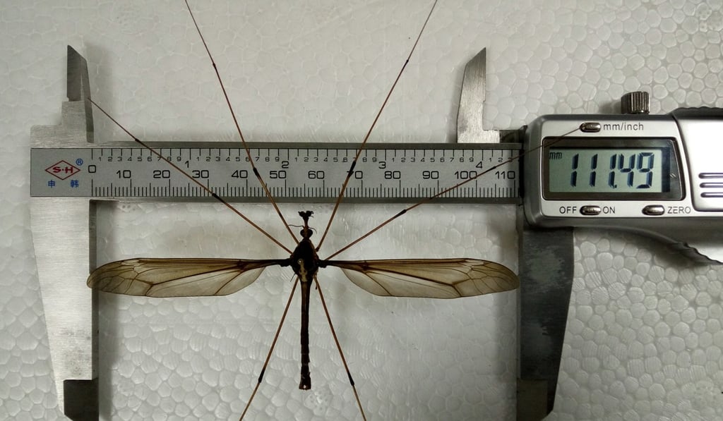 With a body length of 5cm and a wing span of 11.15cm, the insect is 10 times longer than the average mosquito. Photo: Xinhua With a body length of 5cm and a wing span of 11.15cm, the insect is 10 times longer than the average mosquito. Photo: Xinhua