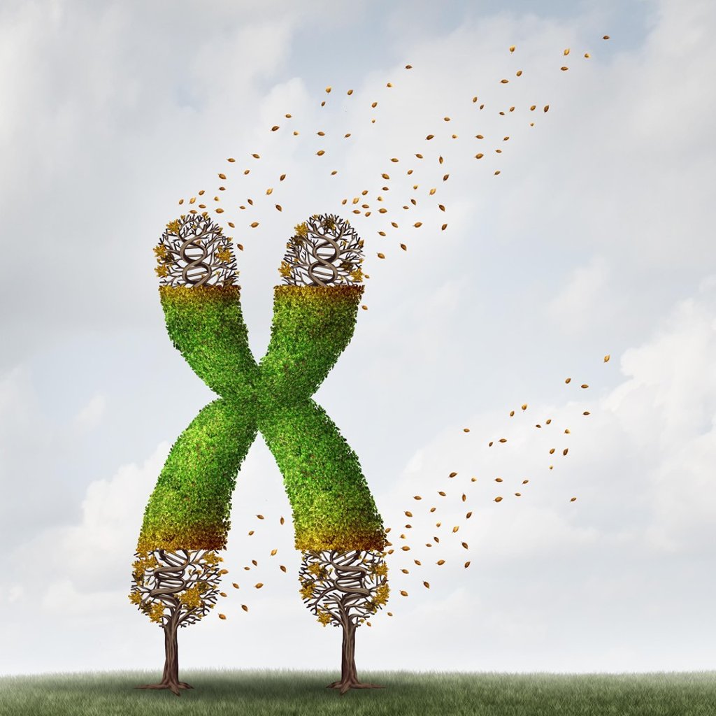 This illustration shows the telomere medical concept as a tree with falling leaves like on the end caps of a chromosome. Photo: Alamy