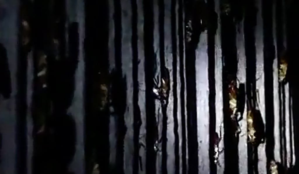 Li Yanrong says he has 300 million cockroaches at his food waste disposal farm in Henan. Photo: CNSTV Li Yanrong says he has 300 million cockroaches at his food waste disposal farm in Henan. Photo: CNSTV