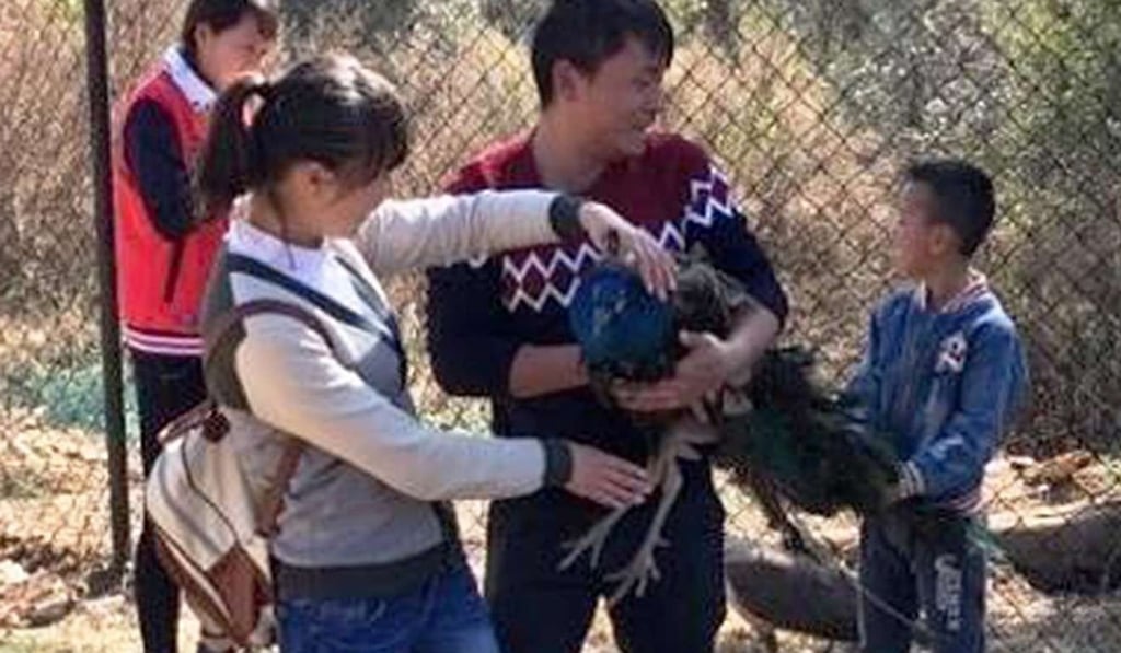 A file picture of one of the peacocks at a zoo in Yunnan province which died after it was forcibly handled by visitors and had its tail feathers plucked. Photo: Tencent