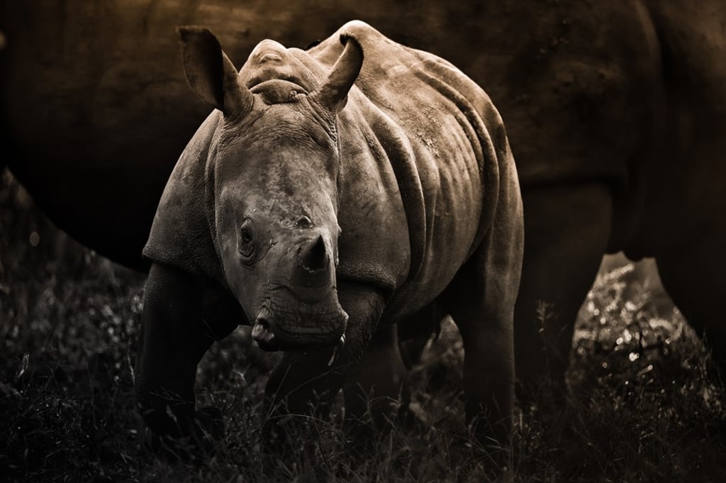 A bayby white rhino adorably grazing at sunrise in the dry African savannah.Rhinos are living relics and have been roaming t Rhinos are living relics and have been roaming the earth for millions of years, survived ice ages and prehistor......
